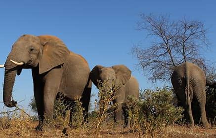 Tourist trampled to de@th by elephants in front of his fiancee after stopping to take pictures in South Africa